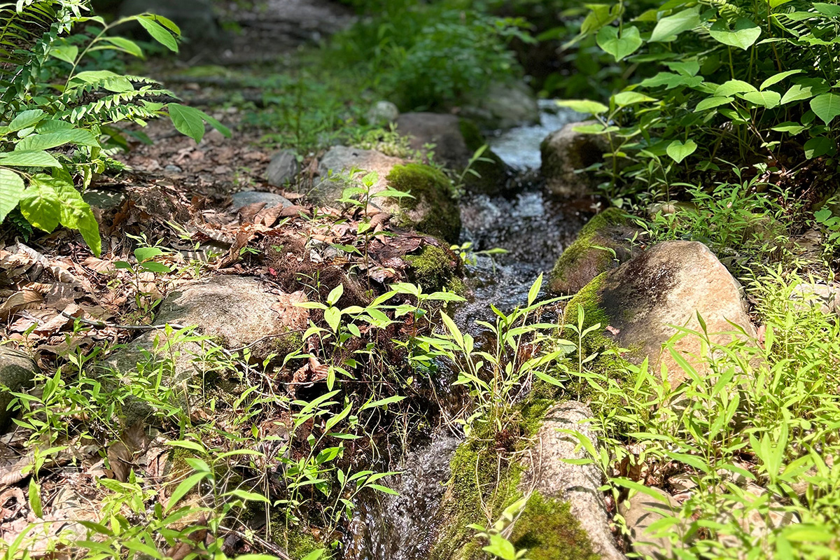 Short-focus image of small plants and ferns among stones on the ground, with a blurry building in the background among leafy trees.
