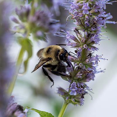 A close-up image of a bee on a plant