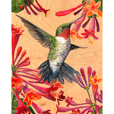 A colorful painting of a white and green, ruby-throated hummingbird getting nectar from red and orange flowers against a wood grain background.