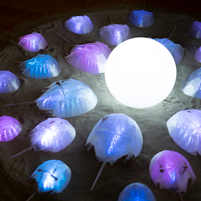 Art installation featuring about 20 glowing, blue and purple horseshoe crabs of various sizes converging on the sand around a central glowing orb.