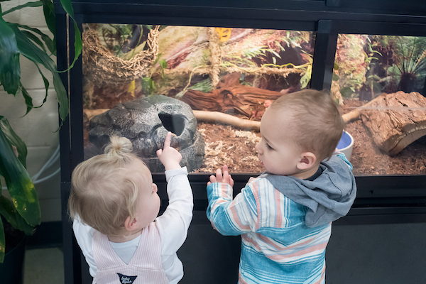 Two toddlers looking into a glass terrarium in a nature center.